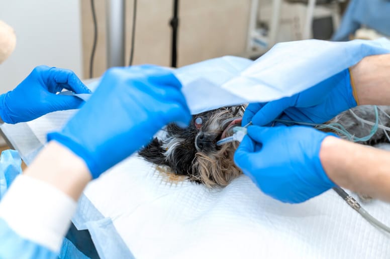 Auge Entfernen Hund Op Kosten